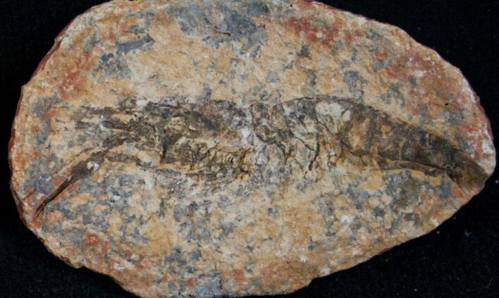 Triassic Fossil Shrimp From Madagascar #7266